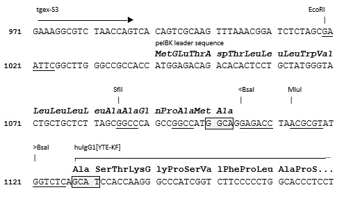 TGEX-HC-hG1[YTE-KF]-Zeo cloning site